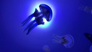 サンシャイン水族館に投稿された画像（2020/7/18）