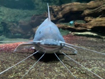 サンシャイン水族館に投稿された画像（2020/7/18）