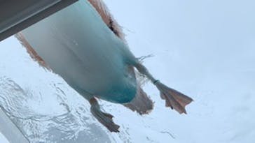 サンシャイン水族館に投稿された画像（2020/7/18）