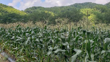 農業公園信貴山のどか村に投稿された画像（2020/7/18）
