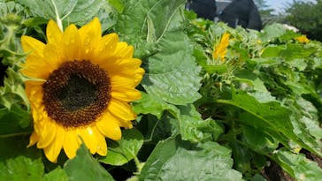 農業公園信貴山のどか村に投稿された画像（2020/7/18）