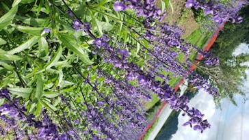 農業公園信貴山のどか村に投稿された画像（2020/7/18）