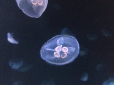 サンシャイン水族館に投稿された画像（2020/7/18）