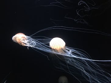 サンシャイン水族館に投稿された画像（2020/7/18）