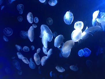 サンシャイン水族館に投稿された画像（2020/7/18）