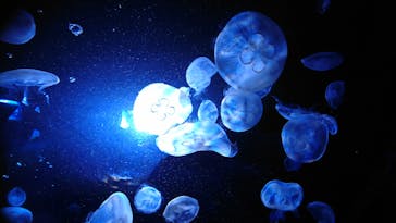 サンシャイン水族館に投稿された画像（2020/7/19）