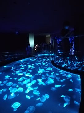 すみだ水族館に投稿された画像（2020/7/19）