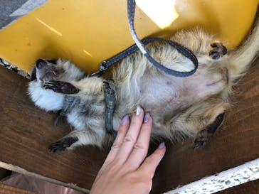 しろとり動物園に投稿された画像（2020/7/19）