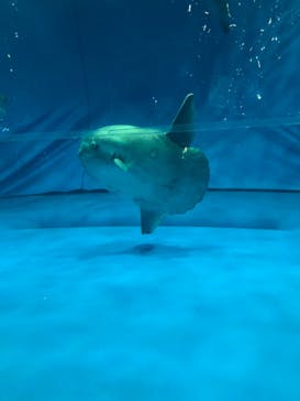 アクアワールド茨城県大洗水族館に投稿された画像（2020/7/19）