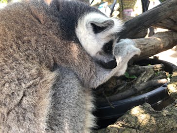 神戸どうぶつ王国に投稿された画像（2020/7/19）