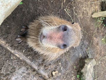 伊豆シャボテン動物公園に投稿された画像（2020/7/19）