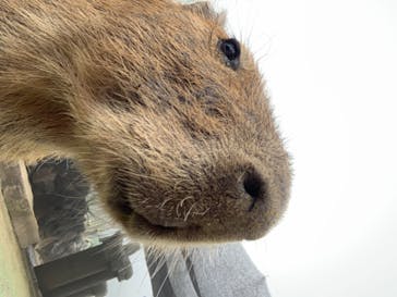 伊豆シャボテン動物公園に投稿された画像（2020/7/19）