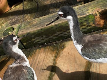 那須どうぶつ王国に投稿された画像（2020/7/19）