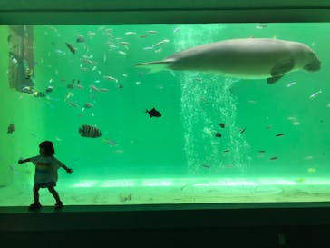 鳥羽水族館に投稿された画像（2020/7/19）