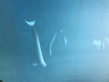 鳥羽水族館に投稿された画像（2020/7/19）