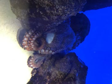 鳥羽水族館に投稿された画像（2020/7/19）