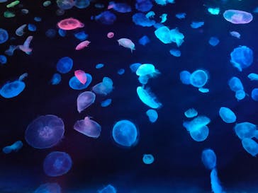 すみだ水族館に投稿された画像（2020/7/19）