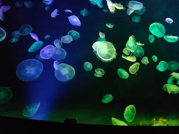 すみだ水族館に投稿された画像（2020/7/19）