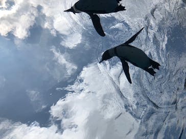 サンシャイン水族館に投稿された画像（2020/7/19）