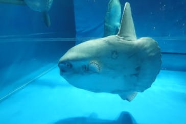 アクアワールド茨城県大洗水族館に投稿された画像（2020/7/19）
