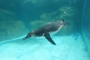 アクアワールド茨城県大洗水族館に投稿された画像（2020/7/19）
