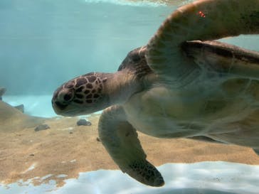 マリンワールド海の中道に投稿された画像（2020/7/19）