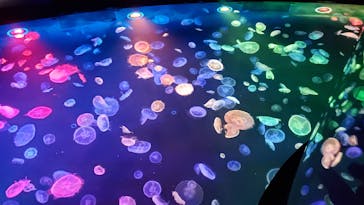すみだ水族館に投稿された画像（2020/7/19）