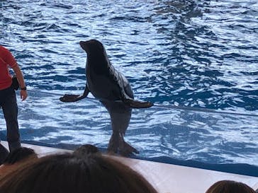 アクアワールド茨城県大洗水族館に投稿された画像（2020/7/19）