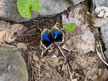 アスムイハイクスに投稿された画像（2020/7/19）