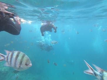 MalDive（モルダイブ）に投稿された画像（2020/7/19）