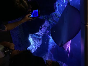 すみだ水族館に投稿された画像（2020/7/19）