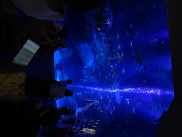 すみだ水族館に投稿された画像（2020/7/19）