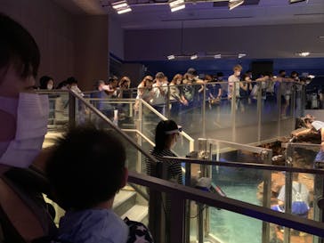 すみだ水族館に投稿された画像（2020/7/19）