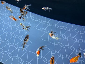 すみだ水族館に投稿された画像（2020/7/19）