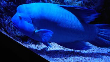 すみだ水族館に投稿された画像（2020/7/19）