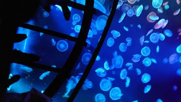 すみだ水族館に投稿された画像（2020/7/19）