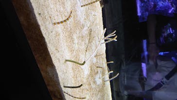 すみだ水族館に投稿された画像（2020/7/19）