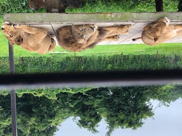 那須サファリパークに投稿された画像（2020/7/19）