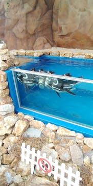 大分マリーンパレス水族館 「うみたまご」に投稿された画像（2020/7/19）