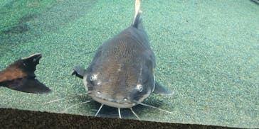 大分マリーンパレス水族館 「うみたまご」に投稿された画像（2020/7/19）