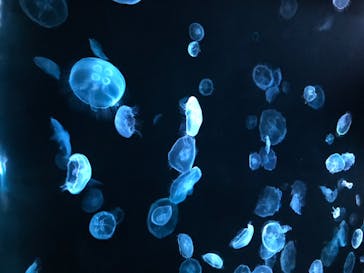 すみだ水族館に投稿された画像（2020/7/19）