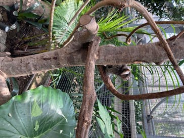 神戸どうぶつ王国に投稿された画像（2020/7/19）