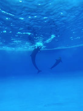 アクアワールド茨城県大洗水族館に投稿された画像（2020/7/19）