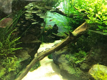 すみだ水族館に投稿された画像（2020/7/19）