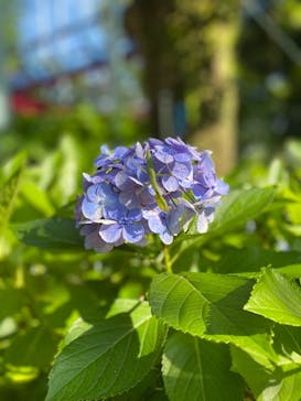 としまえんに投稿された画像（2020/7/19）