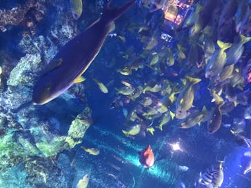 鳥羽水族館に投稿された画像（2020/7/19）