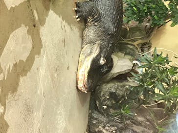 鳥羽水族館に投稿された画像（2020/7/19）