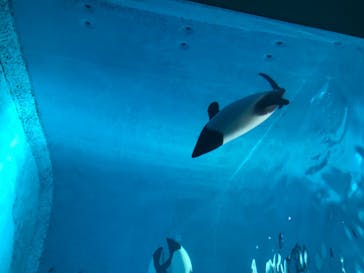 鳥羽水族館に投稿された画像（2020/7/19）