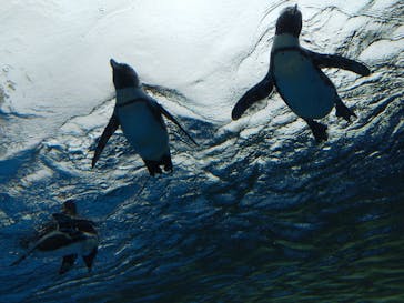サンシャイン水族館に投稿された画像（2020/7/19）