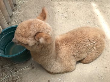 神戸どうぶつ王国に投稿された画像（2020/7/19）